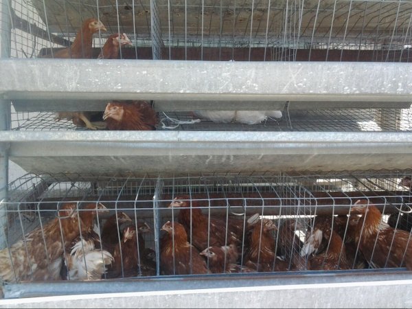 После вступления в ЕАЭС в конце 2015 года птицефабрика «Ак-Куу» в Сокулуке почти обанкротилась, - гендиректор предприятия - Tazabek