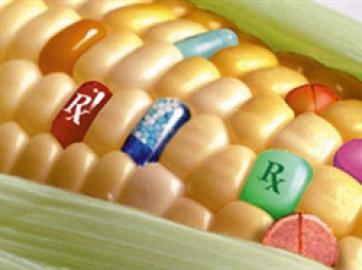 «Кому-то просто невыгодно, чтобы ГМО считали опасными»