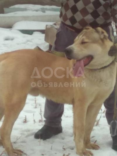 Продаю 9 месячного Алабая