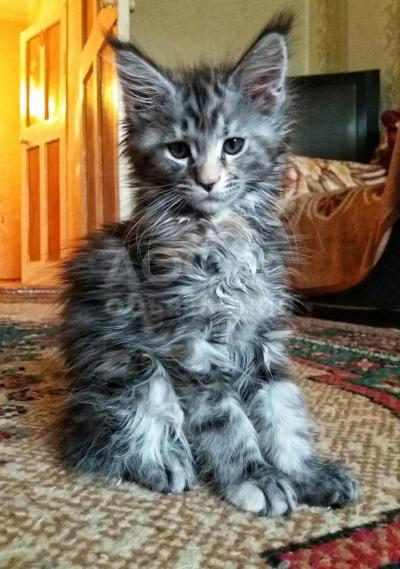 !!!ПРОДАЮ!!!
котят породы (МЕЙН-КУН)