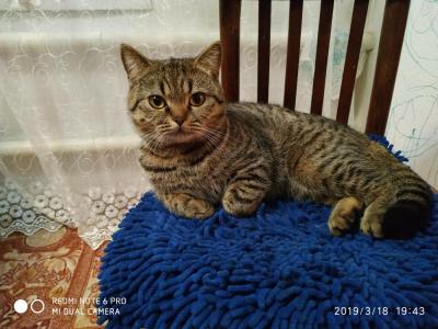 Предлагается для вязки очаровательный Скоттиш-Страйт