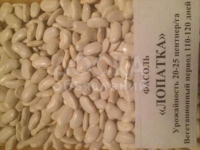 Продам фасоль Лопатка