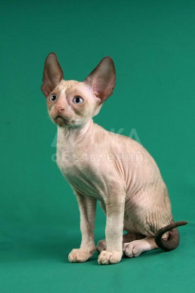 Котята Корниш рекс