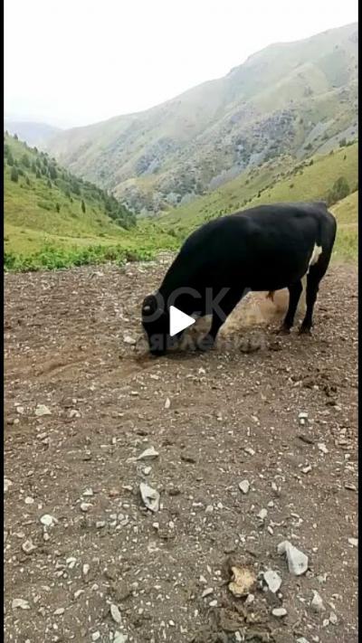 Продаю быка 2 года