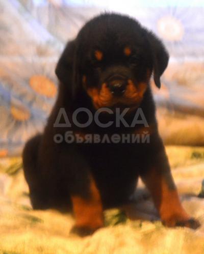 Щенки ротвейлера 2 месяца