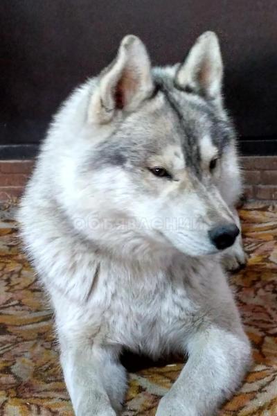 хаска,нашли ,ищем настоящих хозяев