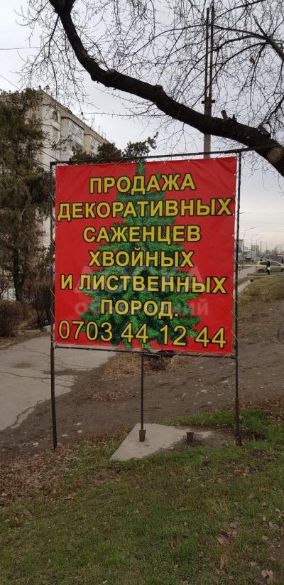 Продажа декоративных саженцев