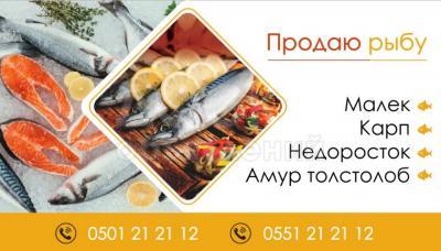 Малек, Карп, Амур, Толстолоб Т:0551 21 21 12