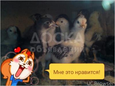Продаю цыплят Брама.