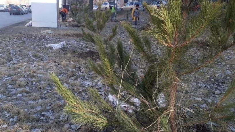 Мэрия Бишкека начала посадку хвойных деревьев