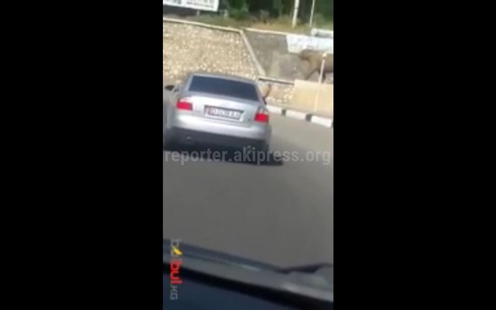 Пассажир ехал в машине Audi A6, высунув ногу из окна (видео)