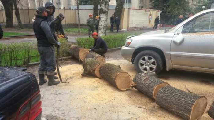 В Бишкеке сильный ветер повалил деревья на автомашины (фото)