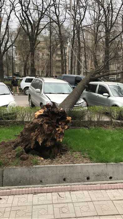 В Бишкеке сильный ветер повалил деревья на автомашины (фото)