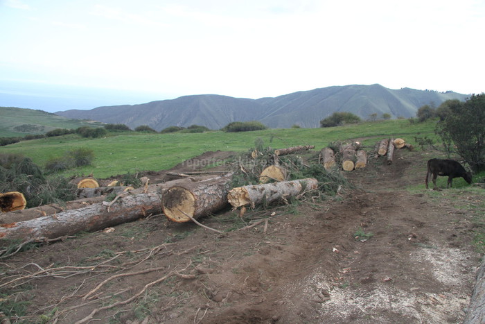В ущелье Барскоон вырублены многолетние деревья, которые до сих пор разбросаны по территории леса, - жители (фото) 