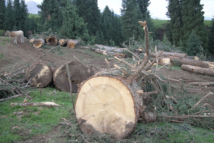 В ущелье Барскоон вырублены многолетние деревья, которые до сих пор разбросаны по территории леса, - жители (фото) 