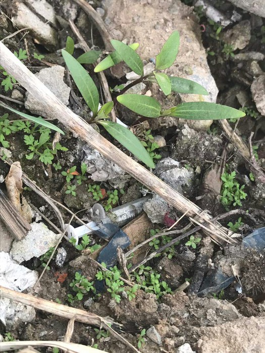 В жилмассиве Кок-Жар вокруг частной клиники разбросаны медицинские отходы (фото)
