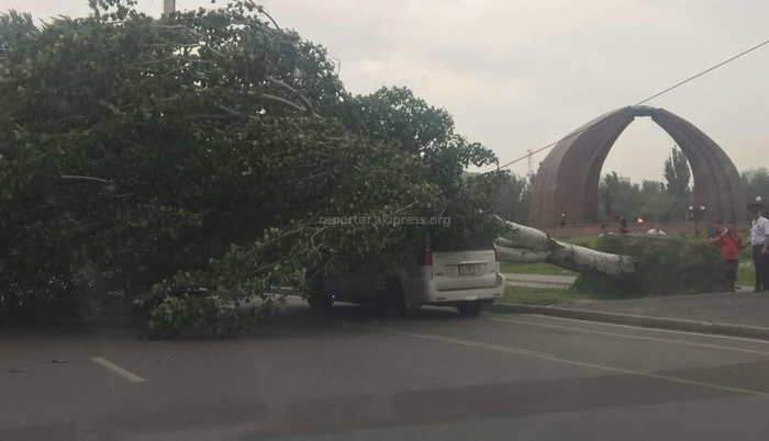 В Бишкеке в результате порывистого ветра попадали деревья, в центре столицы на внедорожник упало большое дерево (фото, видео)