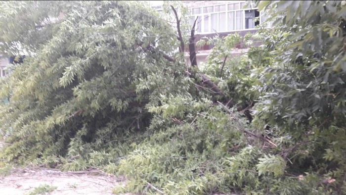 В Бишкеке в результате порывистого ветра попадали деревья, в центре столицы на внедорожник упало большое дерево (фото, видео)
