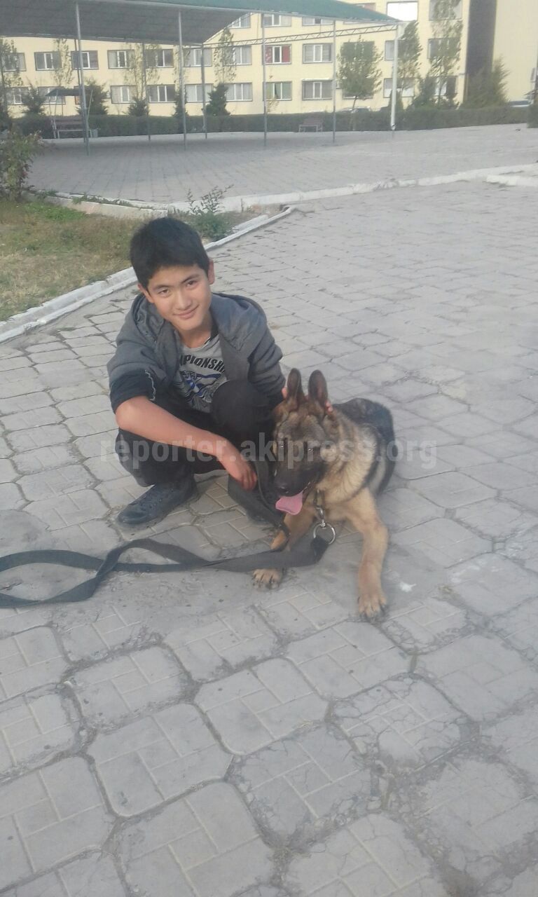 В Бишкеке украли собаку у мальчика с больным сердцем, самочувствие мальчика ухудшилось (фото)