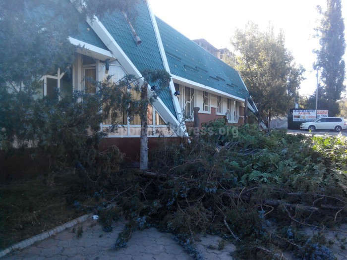 Кафе «Тропикана» самовольно произвело вырубку деревьев на ул.Каралаева в Бишкеке, - «Зеленстрой»