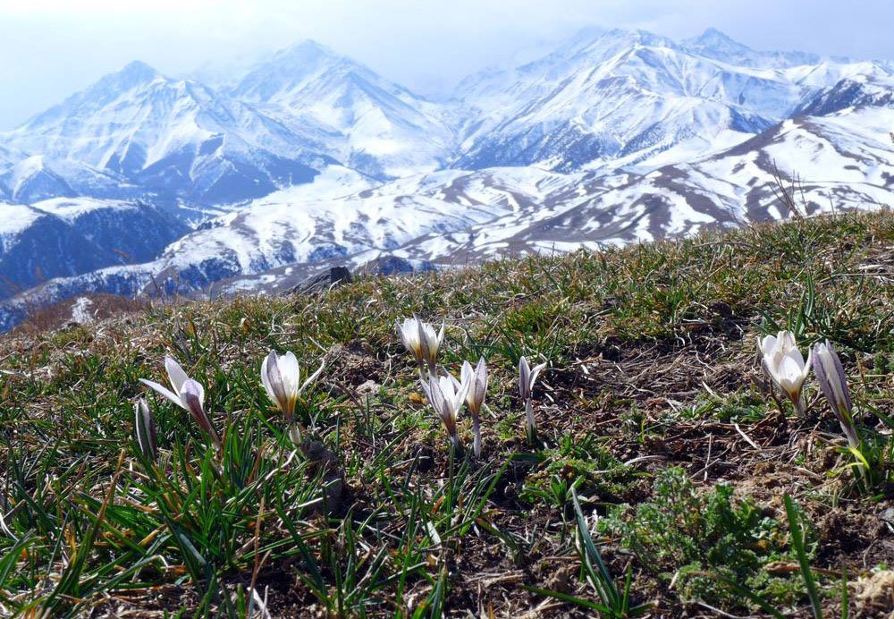 Горные цветы киргизии фото и описание