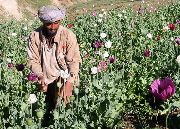 Афганский наркотрафик как угроза национальной безопасности Кыргызстана