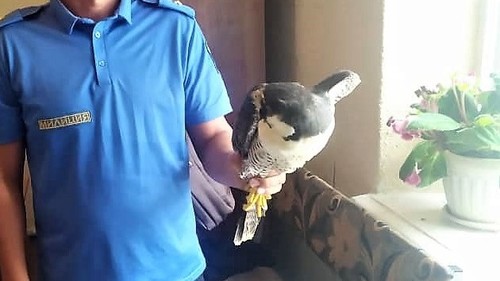 На Иссык-Куле милиционеры изъяли у местного жителя краснокнижную птицу — Экология АКИpress
