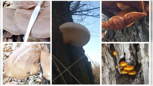 Во время «тихой охоты» найден редкий для Кыргызстана гриб. Видео — Экология АКИpress