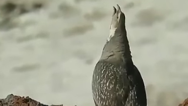 В горах Чуйской области охотники сняли на видео редкую картину — поющего улара