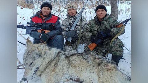 Фото — Огромного волка добыли в Тогуз-Торо — Экология АКИpress