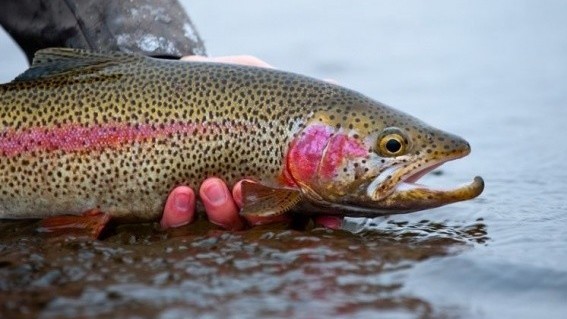 Продали за 825 тыс. сомов то, что стоит 34 млн: Экс-директору ГП «Таласский рыбхоз», экс-судебному исполнителю и оценщику вынесен приговор