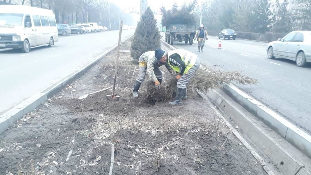 «Бишкекзеленхоз» проводит зимнюю посадку хвойных деревьев