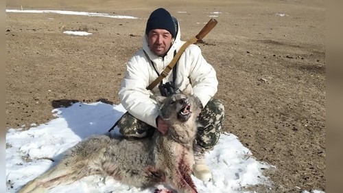Фото – Охотники добыли крупного волка в Нарыне — Экология АКИpress