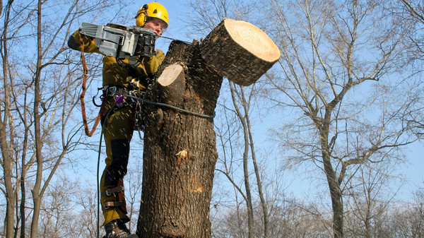 Эколог Д.Ветошкин рассказал об опасности деревьев «без головы» — Экология АКИpress