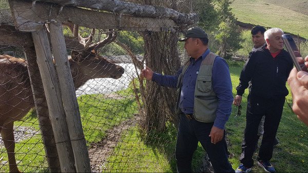 ГАООСиЛХ начал реализацию проекта по переселению маралов из Нарынской области в Жалал-Абадскую — Экология АКИpress