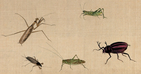 Шмели, бабочки и мошки: почему вымирают насекомые? — Экология АКИpress