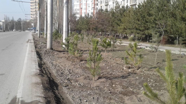 На улицах столицы высадили около 300 саженцев хвойных пород деревьев — Экология АКИpress