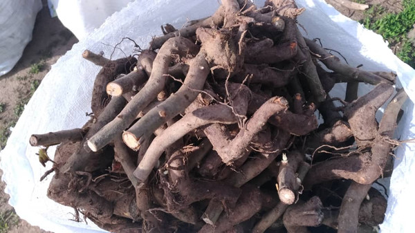 Впервые в лесах Кыргызстана посадили корни павлонии Шан-Тонг, привезенные из Болгарии — Экология АКИpress