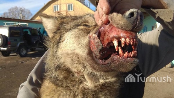 Какую премию государство должно выплатить за 1,8 тыс. убитых волков и шакалов за 2017 год — Экология АКИpress