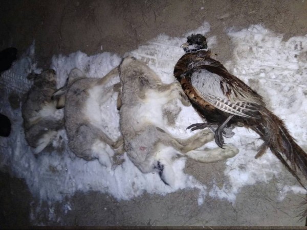 Видео — На Иссык-Куле задержан охотник, в чьи силки попали 3 зайца и фазан — Экология АКИpress