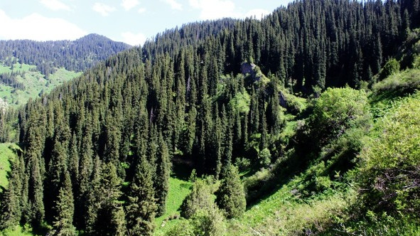 60% деревьев, высаженных ГАООСиЛХ, приживаются, - замглавы департамента развития лесных систем — Экология АКИpress