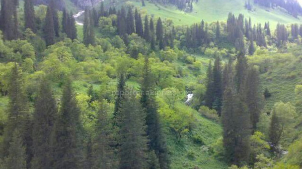Сотрудники Кызыл-Ункурского лесного хозяйства потребовали уволить своего директора — Экология АКИpress