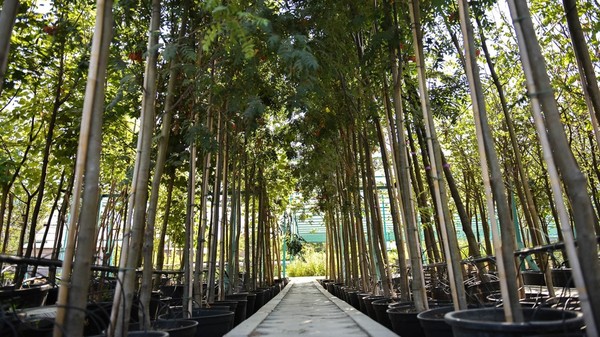 В 2017 году в Бишкеке срубили 2 тыс. 938 деревьев, посадили 10 тыс. 208 саженцев — Экология АКИpress
