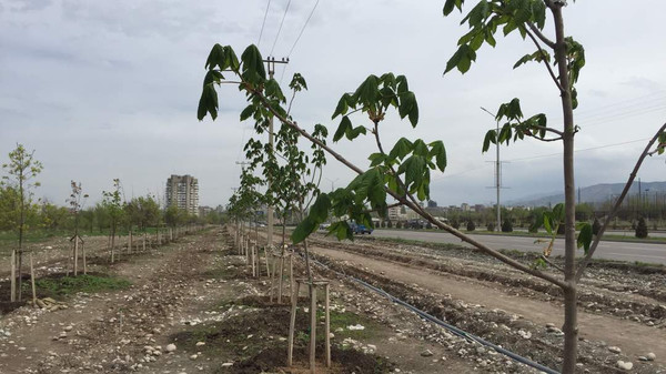 «Бишкекзеленхоз» планирует через 2-3 года отказаться от закупки саженцев — Экология АКИpress