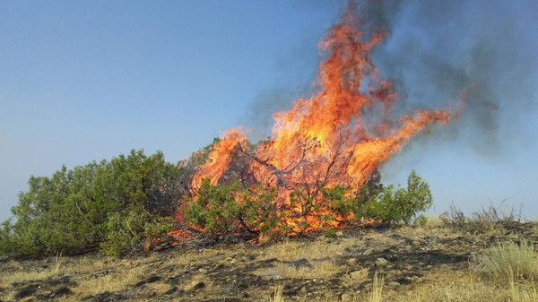 ГАООСиЛХ: Ущерб от пожара в лесу Кара-Арча Манасского лесного хозяйства составил 112 тыс. сомов — Экология АКИpress