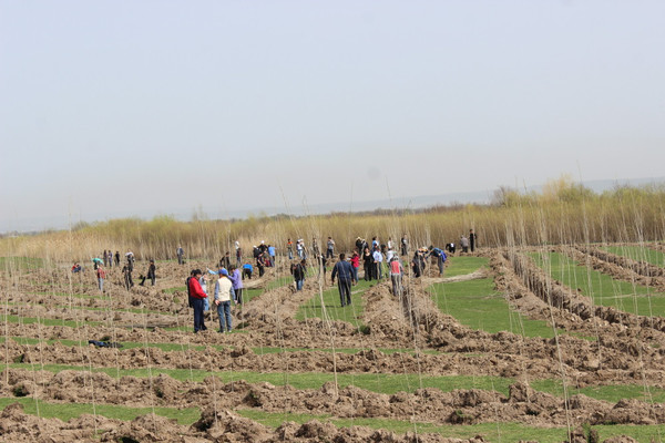 В целях укрепления берега реки Чу в Чуйской области посадии 8 тыс. саженцев — Экология АКИpress