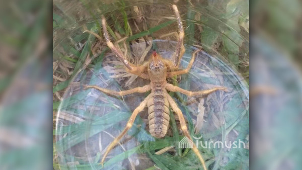 Нашествие ядовитых пауков? Энтомолог успокоила жителей Бишкека и Нарына — Экология АКИpress