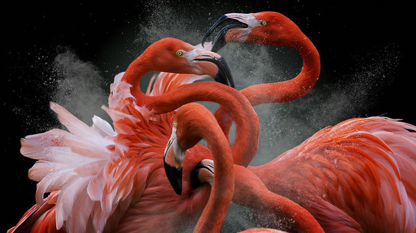 Птицы в кадре. В Британии выбрали лучших фотографов-орнитологов (фото) — Экология АКИpress