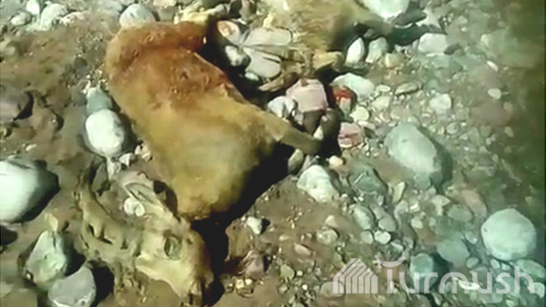 Застреливший козерога с детенышем охотник оштрафован на 220 тыс. сомов — Экология АКИpress
