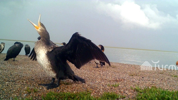 Фото — Отдых диких птиц на пляжах Сон-Куля и Чатыр-Куля — Экология АКИpress